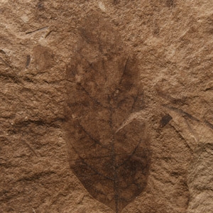Canadian Leaf Fossil
