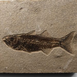 Natural History - Fossil Mioplosus Fish
