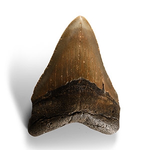 Large Fossil Megalodon Giant Shark Tooth