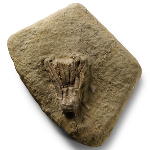Fossil Sarocrinus Varsovensis Crinoid on Matrix