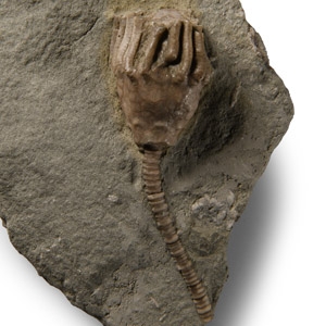 Fossil Varsoueisis Crinoid on Matrix