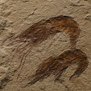 Natural History - Double Fossil Shrimp Plate