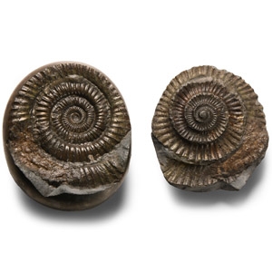 Polished Fossil Whitby Dac Ammonite Nodule