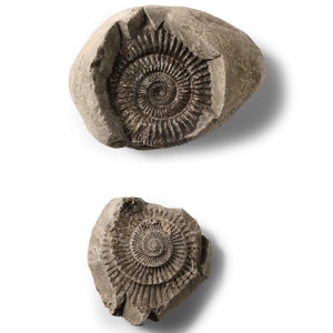 Natural History - Natural Fossil Whitby Dac Ammonite Nodule