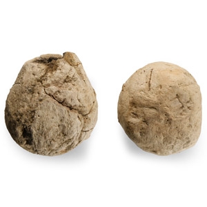 Natural History - Fossil North American Tyrannosaurus Rex Dinosaur Coprolites