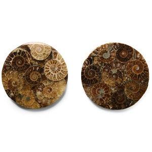 Polished Fossil Ammonite Coaster Set