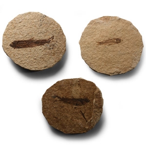 Natural History - Knightia Fossil Fish Group