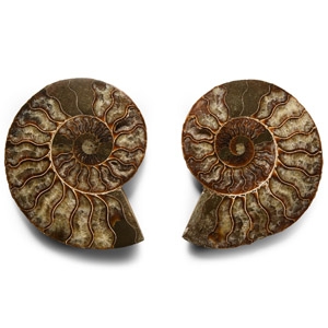Natural History - Cut and Polished Fossil Ammonite