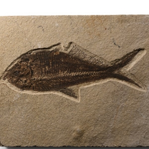 Natural History - Diplomystus Fossil Fish on Matrix