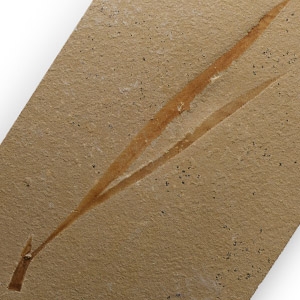 Natural History - Scarce Fossil Sapindopsis Plant on Matrix