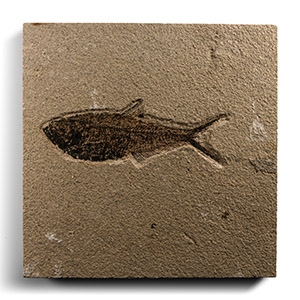 Natural History - Diplomystus Fossil Fish on Matrix