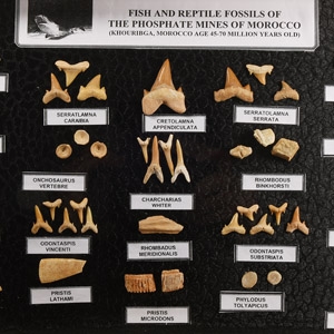 Natural History - Fossil Shark and Fish Tooth Display