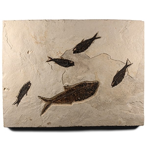Large Fossil Fish Plate