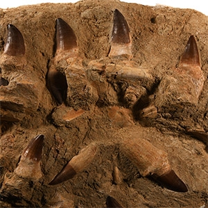 Large Mosasaur Marine Dinosaur Fossil Tooth Plate
