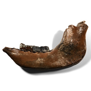 Woolly Rhinoceros Jaw
