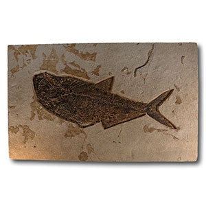 Natural History - Large Fossil Diplomystus Fish Plate