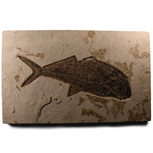 Large Fossil Diplomystus Fish Plate