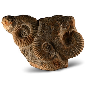 Natural History - Large Triple Agadir Fossil Ammonite Display