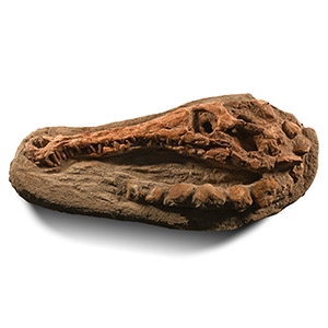 Fossil Crocodile Skull and Vertebrae