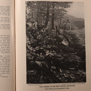 General Books - Birds of America