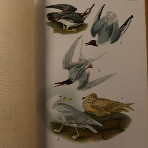 General Books - A Popular Handbook of the Ornithology of Eastern North America