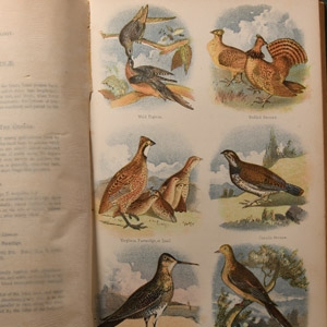 General Books - Birds of New England