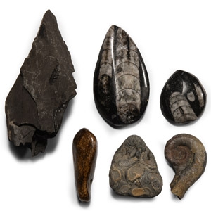 Natural History - Mixed Fossil Group