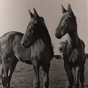 General Books - Fohlen Auf der Weide