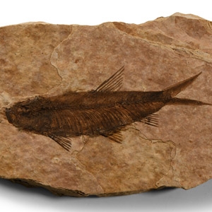 Natural History - Knightia Fossil Fish Plate