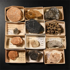 Natural History - Historic Collection of Fossils