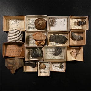 Natural History - Historic Fossil Collection