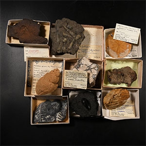 Natural History - Mixed Historic Fossil Collection