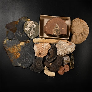 Natural History - Historic Fossil Specimen Collection