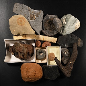 Natural History - Mixed Historic Fossils