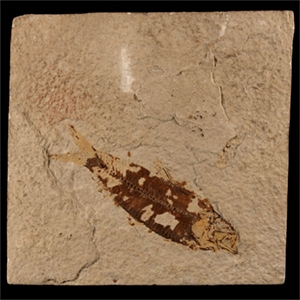Natural History - Historic Fossil Knightia Alta Fish in Matrix