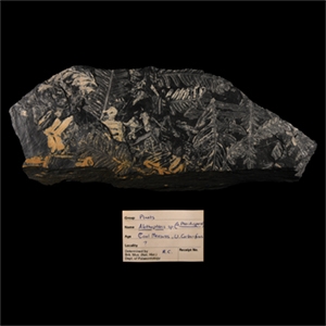 Natural History - Historic Fossil Fern Leaves in Matrix