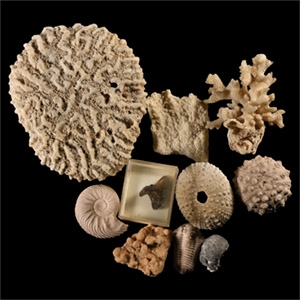 Natural History - Mixed Natural History Group