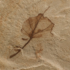 Natural History - Fossil Leaves and Snout Beetle in Matrix