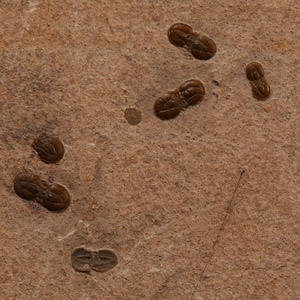 Natural History - Fossil Agnostid Trilobite Cluster in Matrix