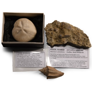 Natural History - Sea Fossil Collection