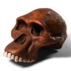 Natural History - Early Human Skull Replica