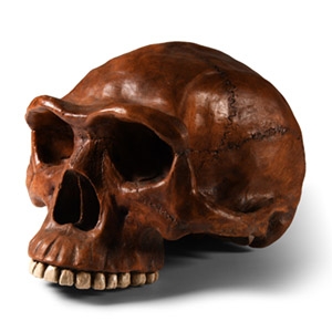 Natural History - Early Human Skull Replica