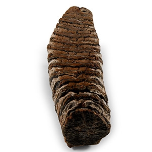 Natural History - Large Fossil Woolly Mammoth Tooth