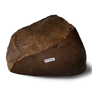 Very Large Stone Age Quartzite Pebble Chopper from Fontsorbes