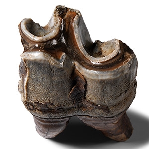 Natural History - Woolly Rhinoceros Lower Back Tooth
