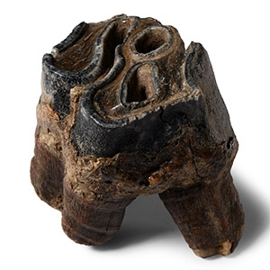 Natural History - Woolly Rhinoceros Upper Rear Tooth