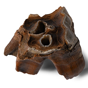 Natural History - Baby Woolly Rhinoceros Upper Rear Milk Tooth