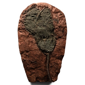 Natural History - Large Fossil Crinoid Plate