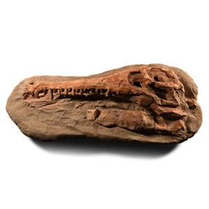Natural History - Fossil Diosaurus Skull on Composite Matrix