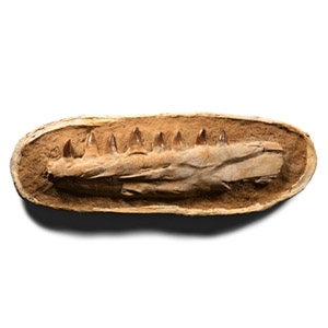 Natural History - Fossil Mosasaur Marine Dinosaur Jaw on Composite Matrix
